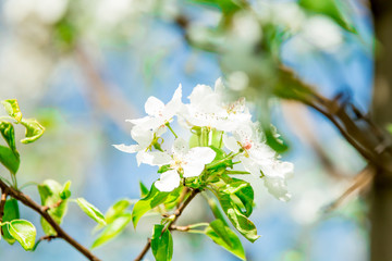 Close up of pear tree flowers in spring