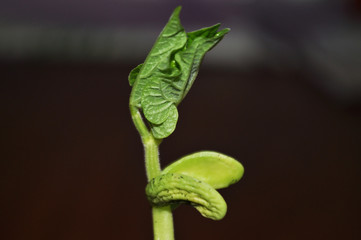 Young, green bean sprouts, closeup