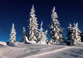 snow-covered firs under sunlight