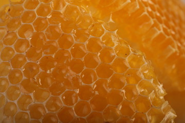 Honey comb on white wooden background
