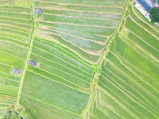 Paddy hill with aerial view at Jatiluweh, Bali, Indonesia.