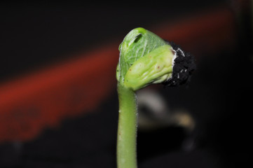Young, green bean sprouts, closeup