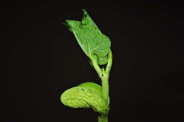 Young, green bean sprouts, closeup