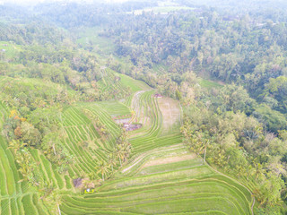 Paddy hill with aerial view at Jatiluweh, Bali, Indonesia.