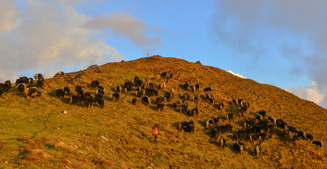 Yak cow on mountain of Annapurna, Nepal