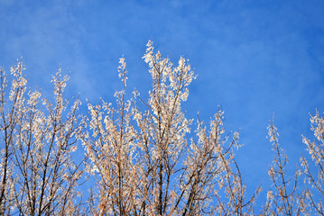 Beautiful winter landscape. Snow-covered trees with hoarfrost against the blue sky and clouds