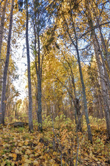 The shore of the lake Smardie. The reflection in the water