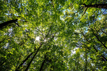 Fototapeta premium summer road through deciduous green forest 