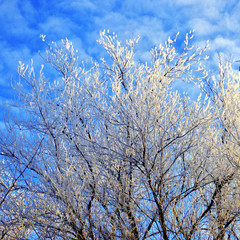 Beautiful winter landscape. Snow-covered trees with hoarfrost against the blue sky and clouds