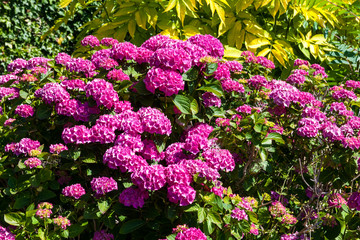 Pink hydrangea macrophylla in full flower blossom which is a spring and summer flowering shrub perennial herbaceous flower plant