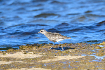  Kiebitzregenpfeifer (Pluvialis squatarola) in Schweden im Herbst