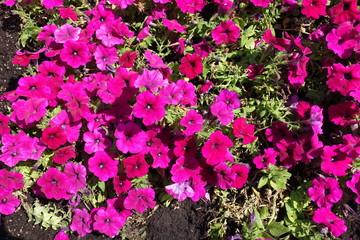 Top view of bright magenta colored petunias