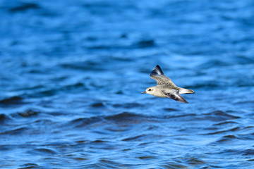  Kiebitzregenpfeifer (Pluvialis squatarola) in Schweden im Herbst