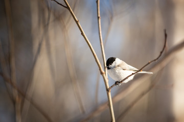 Tiny marsh tit bird sitting on the branch in the winter forest.