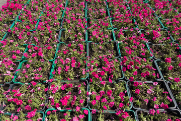 Lots of green boxes with magenta colored petunias