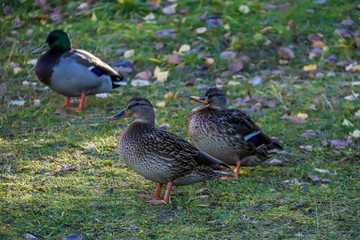  The shore of the lake Smardie. The reflection in the water