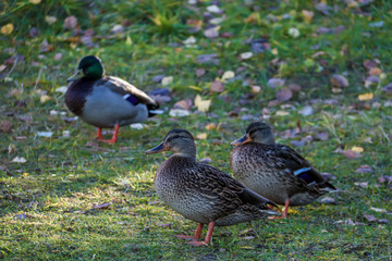  The shore of the lake Smardie. The reflection in the water