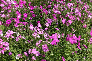 Colorful flowers of petunias in shades of pink