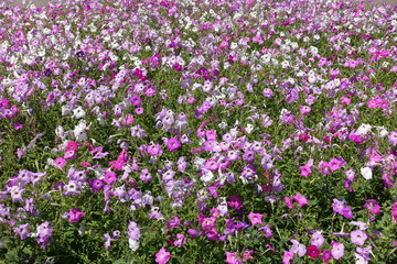 Field of flowering colorful petunias in July