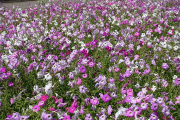 Lots of flowering colorful petunias in July