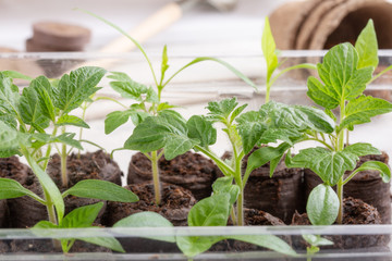 Young tomato and paprika seedling sprouts in the peat tablets. Gardening concept.