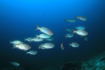 Fototapeta na wymiar Fish on underwater coral reef 
