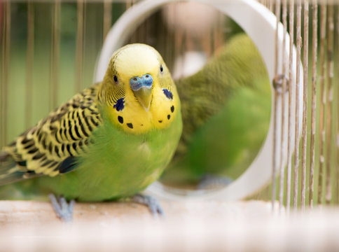 Fototapeta Green budgerigar parrot close up sits in cage near the mirror. Cute green budgie.