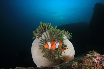 Clown Anemonefish fish 