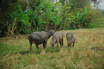 Fototapeta na wymiar buffaloes look for grass in the fields