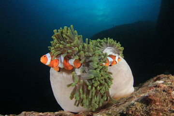 Fototapeta na wymiar Clown Anemonefish fish 