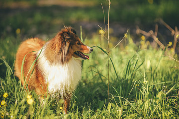 Dog portrait © ofir