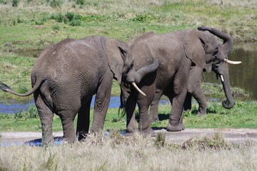 Elefanten auf dem Weg zum Wasser in Südafrika 
