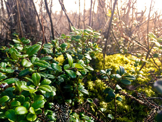 Cranberry bush deep in forest in early spring.  