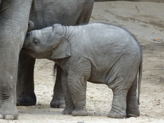 Naklejka premium Hagenbecks Tierpark, Hamburg, Oktober 2018