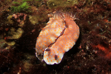 Fototapeta na wymiar Nudibranch Chromodoris Sea Slug pair mating 