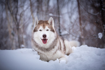 Happy and cute beige dog breed siberian husky lying on the snow in the fairy winter forest