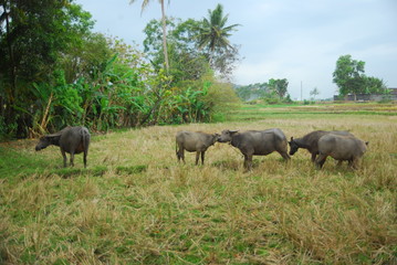 Naklejka premium buffaloes look for grass in the fields