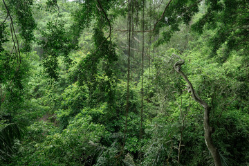Bali monkeyforest Ubud