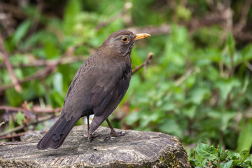 Blackbird (Turdus merula) female bird perched on a stree stump a common garden bird found in the UK and Europe