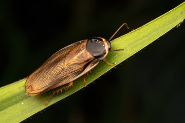 Cockroach with close up view.