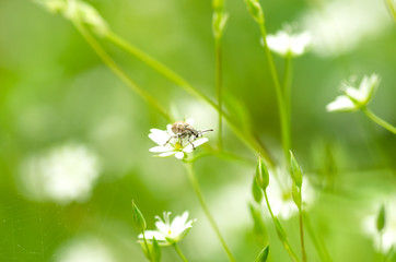 Beetle in a small white flower in spring