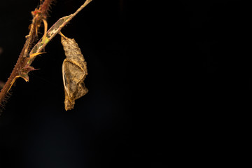 Larva with close up view.