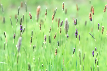 Green grass in the field close up