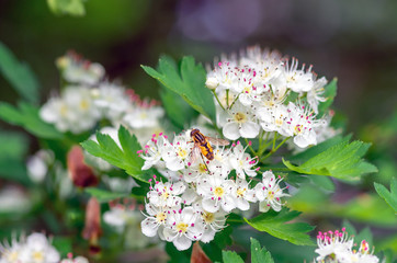 male bee sitting on flowers hawthorn, closeup