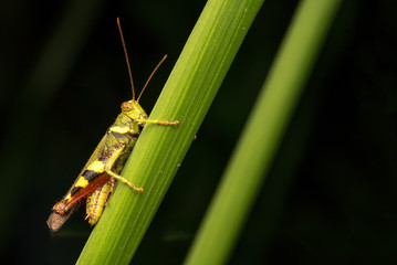 Grasshopper with close up view.