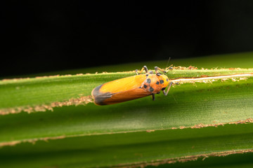 Planthopper with close up view.