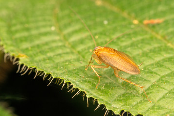 Cockroach with close up view.