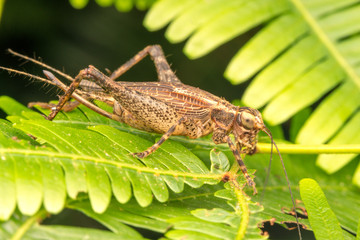 Cricket with close up view.