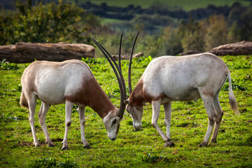 Scimitar Horned Oryx which was once widespread across North Africa but is now an endangered species of antelope