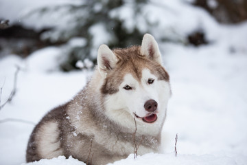 Beautiful and free beige dog breed siberian husky lying on the snow in the fairy winter forest